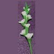 Dollhouse Miniature Gladiolas, White, Per Stem